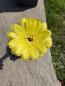 Preview: Echinopsis Hybr. gelb